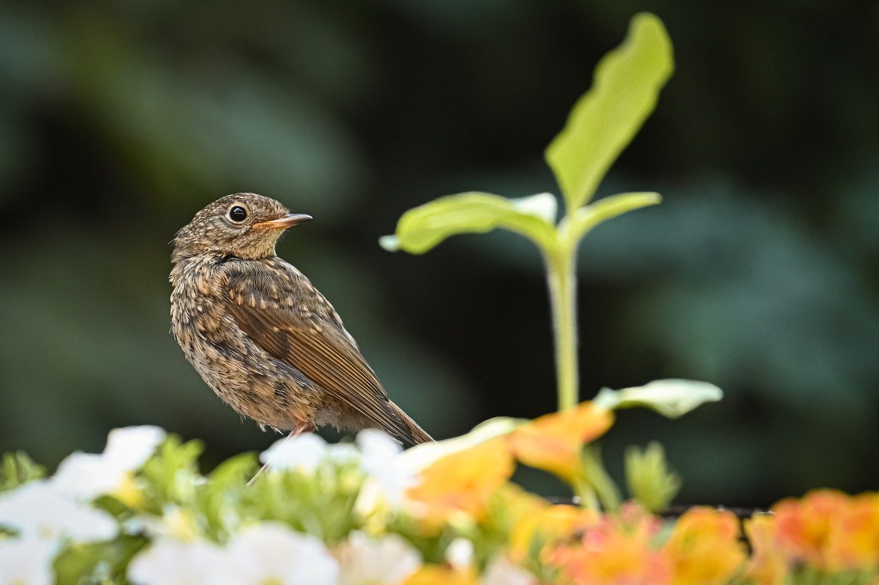 robin, bird, little bird, nature, wildlife, ornithology, animal, bird watching, songbird