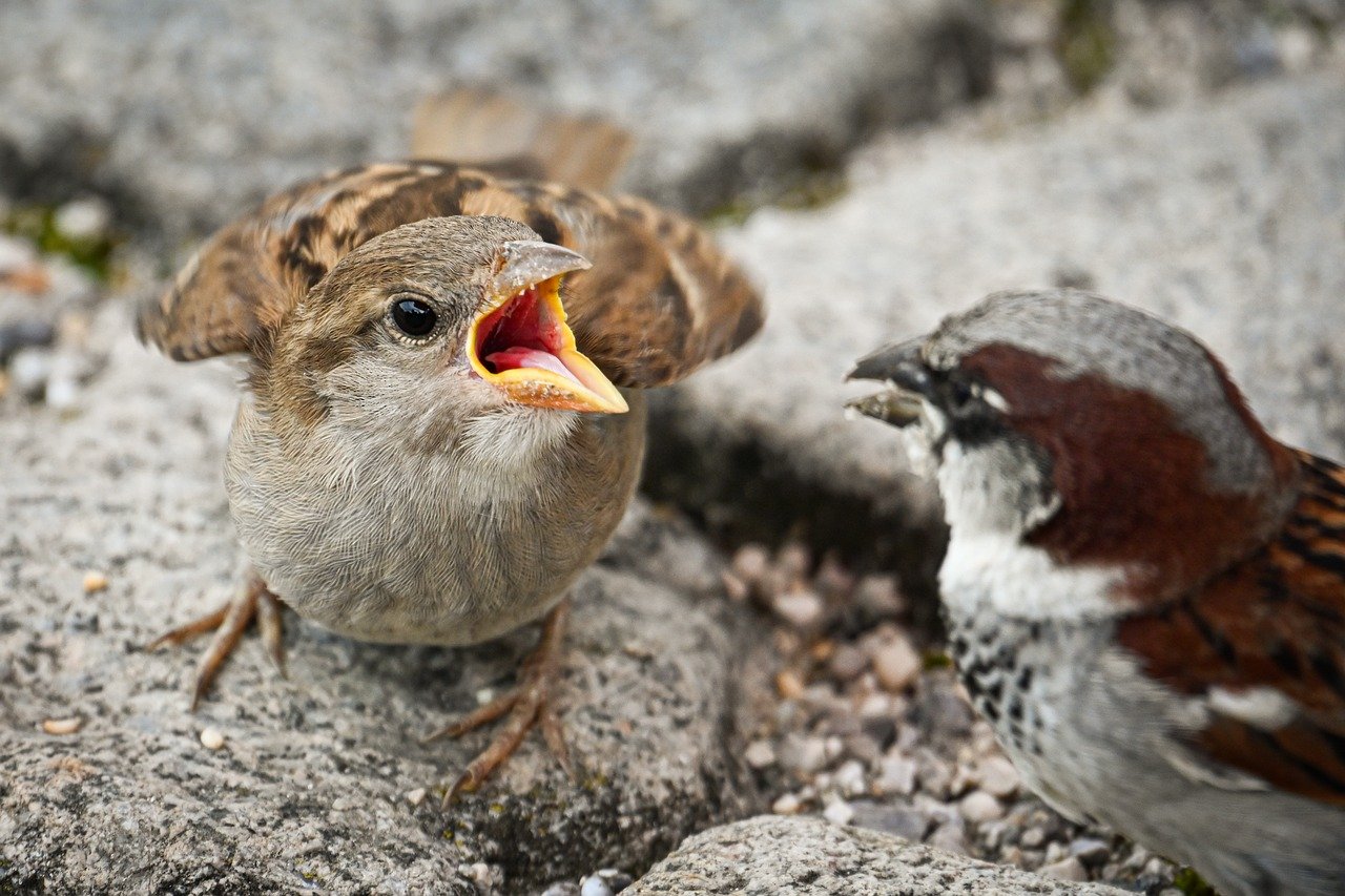 sparrows, young, feeding, nature, birds, animals, wildlife, sperling, plumage, bird watching, songbirds, meeting, close up, ornithology