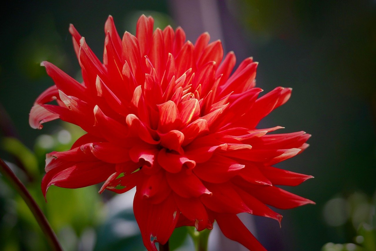 dahlia, red flower, petals, hd wallpaper, cut flower, beautiful flowers, flower wallpaper, nature