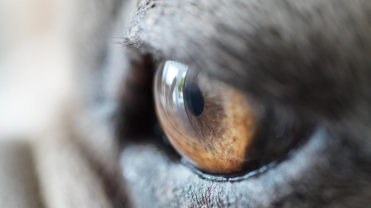 eye, dogs, iris, iris skin, pupil, see, nature, amber colored, dog eye, animal, macro