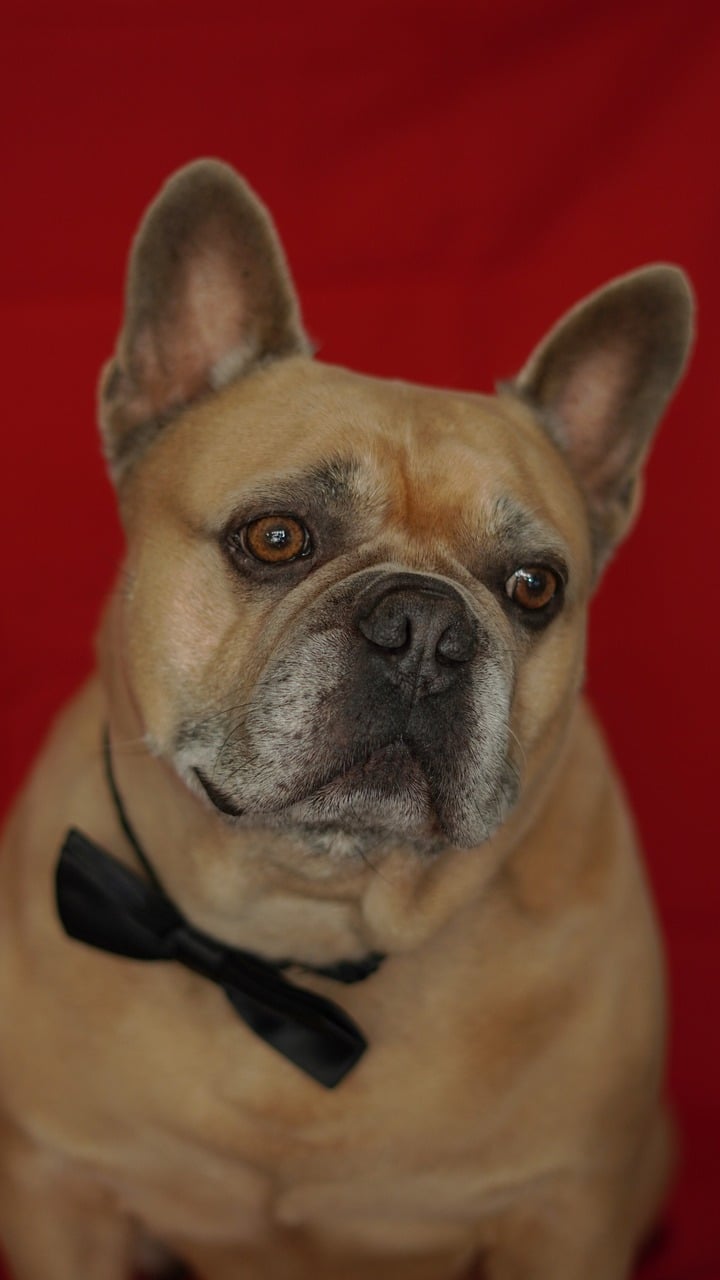 french bulldog, dog, portrait, dog portrait, animal, animal portrait, cute, red, love, emotions, festive, happy holiday, christmas, holy night, valentine's day