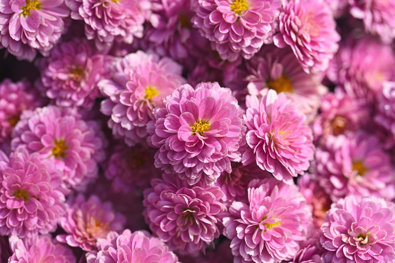 chrysanthemums, flower, hd wallpaper, nature, flower wallpaper, flora, flower background, garden, beautiful flowers, blossom, bloom, petals, plants, pink
