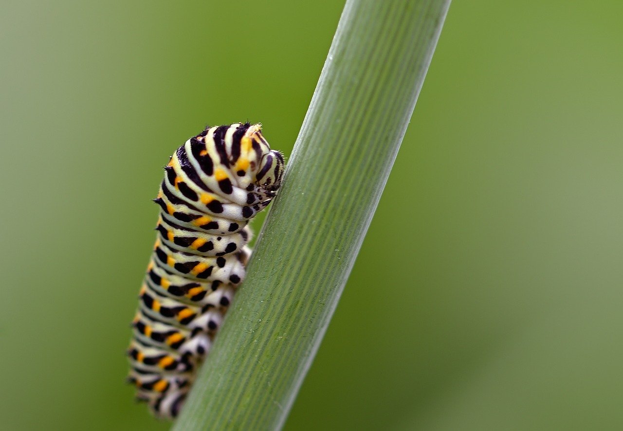 caterpillar, dovetail, insect, close up, plant, garden, macro, nature