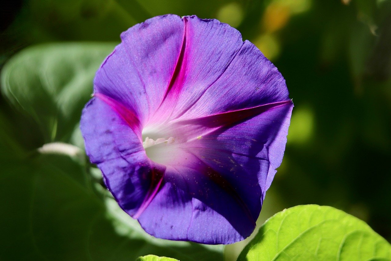 purple pageantry winds, bindweed, climber plant, hd wallpaper, purple flower, calyx, violet, pink, beautiful flowers, flower wallpaper, background, winds