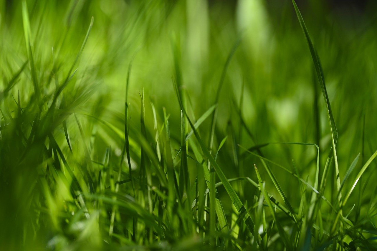 meadow, grass, background image, green, desktop backgrounds, hd background, nature, texture, mobile wallpaper