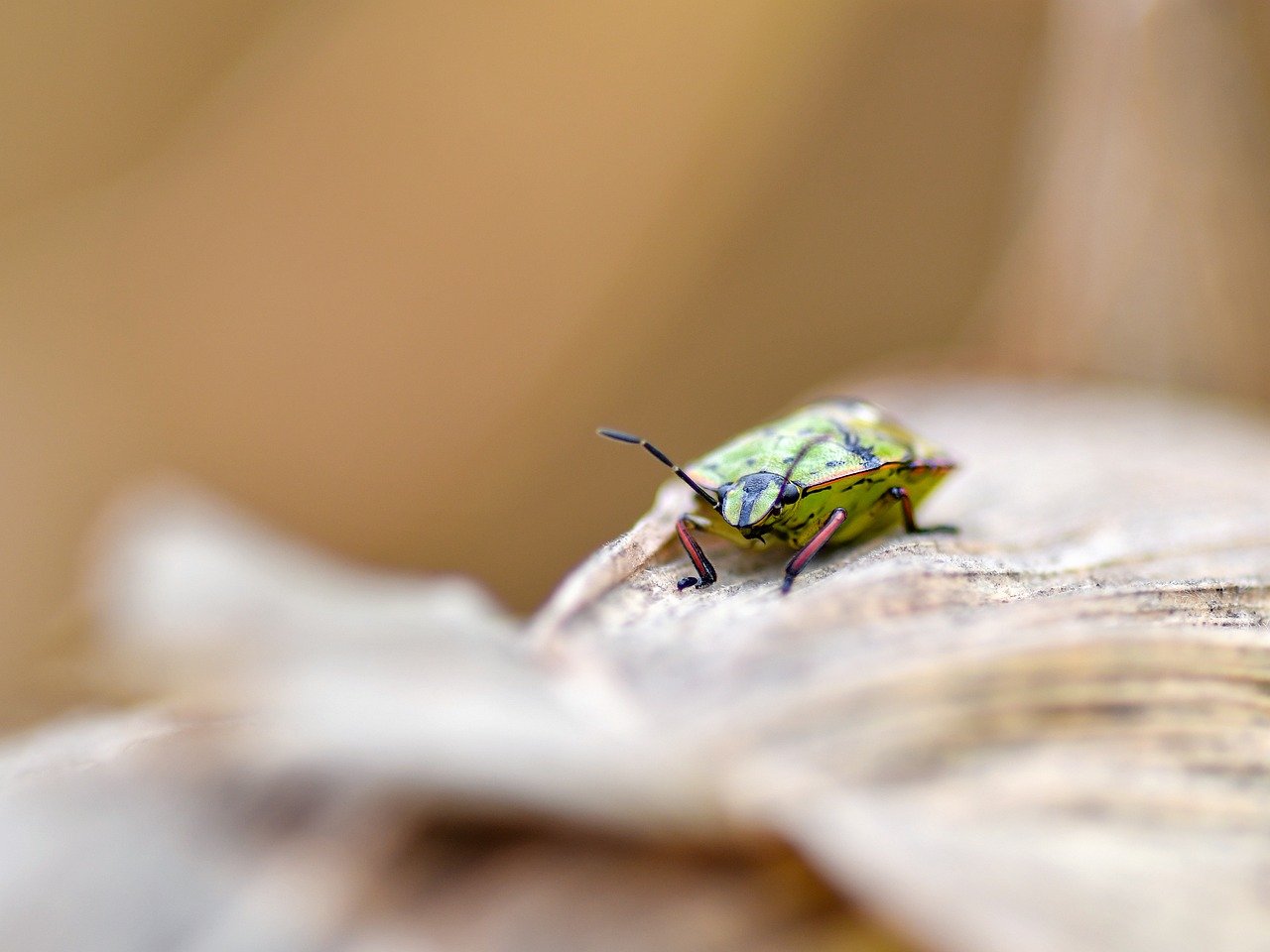 bug, insect, green spotted bug, macro, nature, beetle, shield