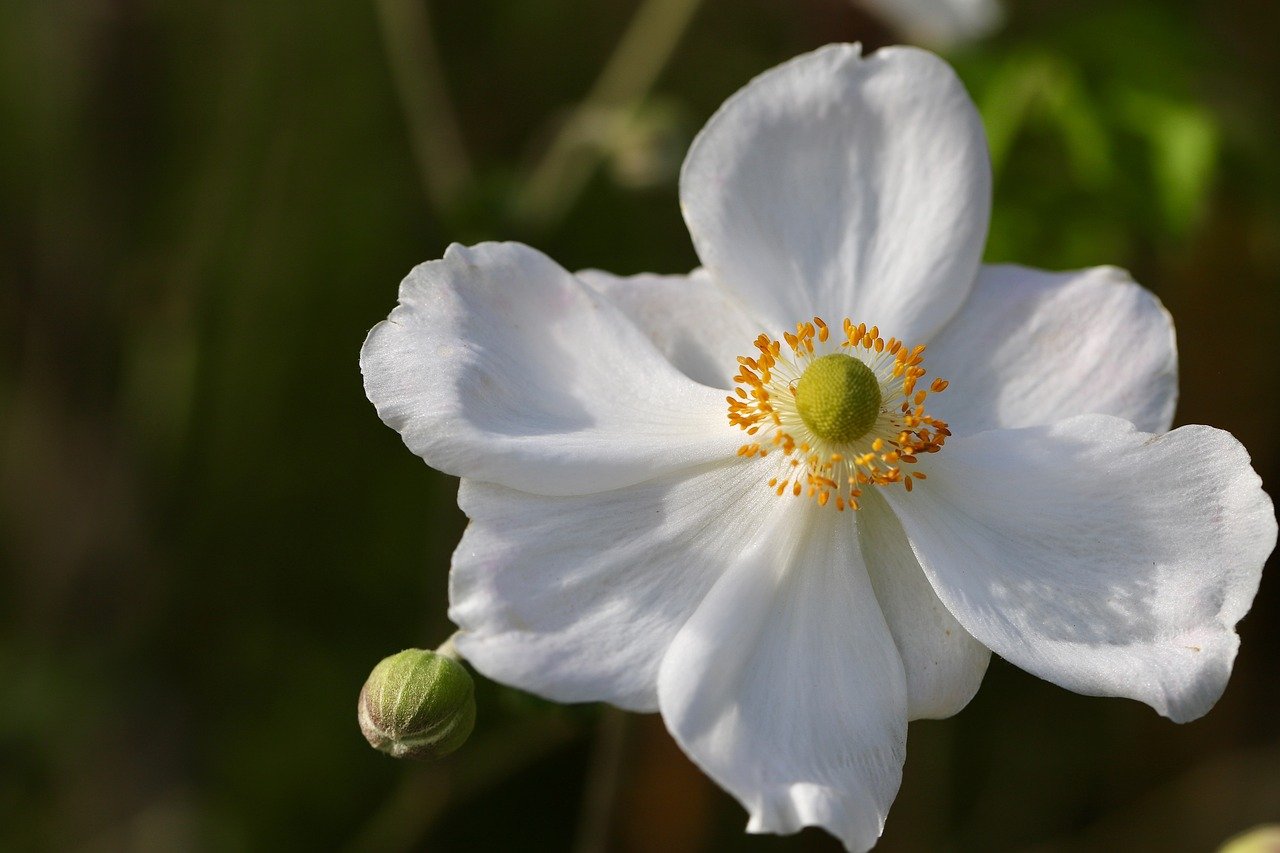 autumn anemone, anemone, white flower, petals, stamens, pistils, beautiful flowers, nature, nature wallpaper, hd background