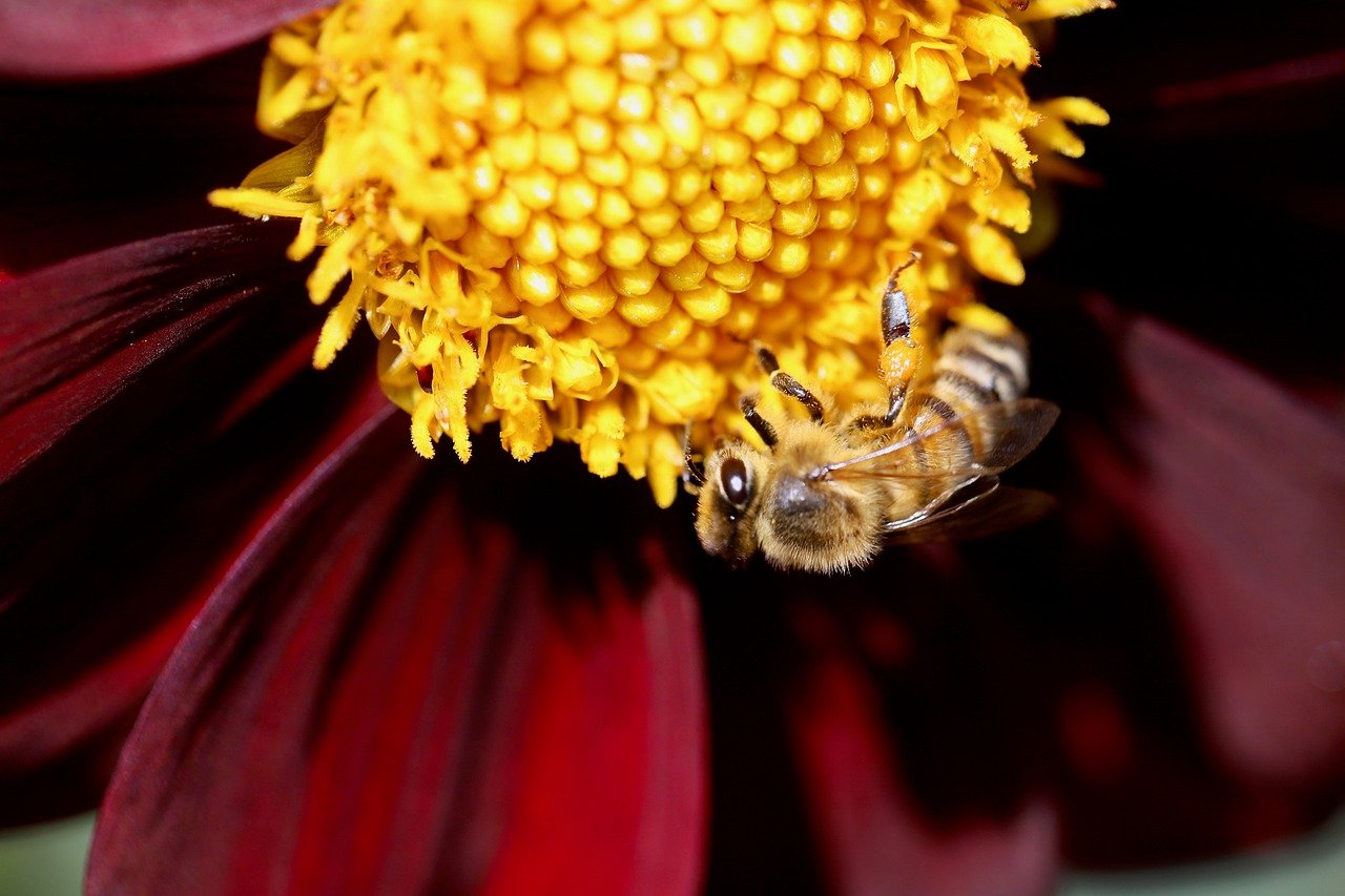 honey bee, insect, bee, pollinate, pollination, stamens, pistils, nature