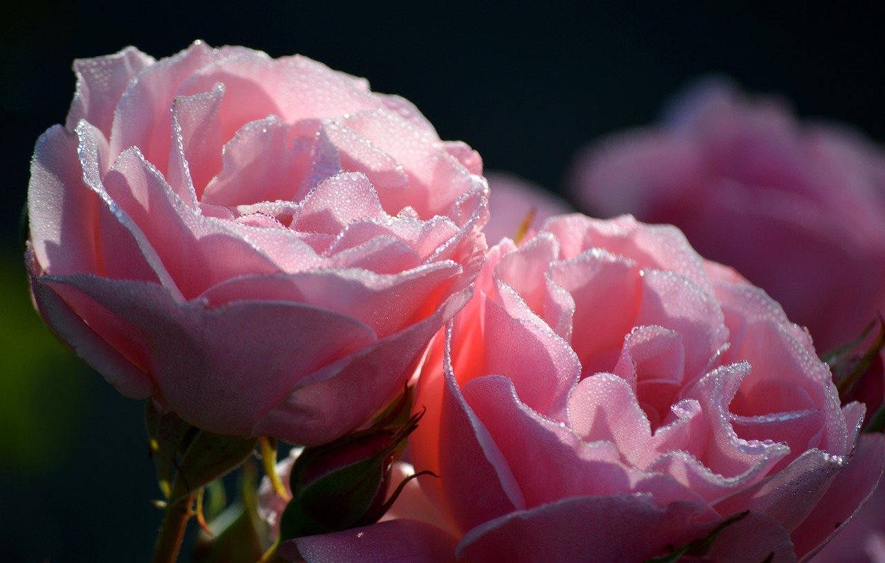 roses, pink roses, flower, blossoms, pink flowers, dewdrop, morning dew, waterdrop, hd wallpaper, hd background, rose petals, nature, background, backlighting, pink, dark background, flower wallpaper, floral background, nature wallpaper, beautiful flowers