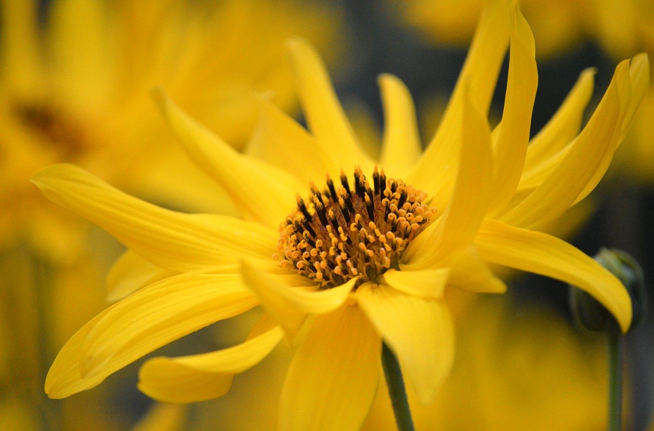 jerusalem artichoke, crop, composites, hd wallpaper, blossom, bloom, yellow flower, perennials, flower, beautiful flowers, hd background, floral background, flower background, flower wallpaper, flowers wallpaper, flora, nature