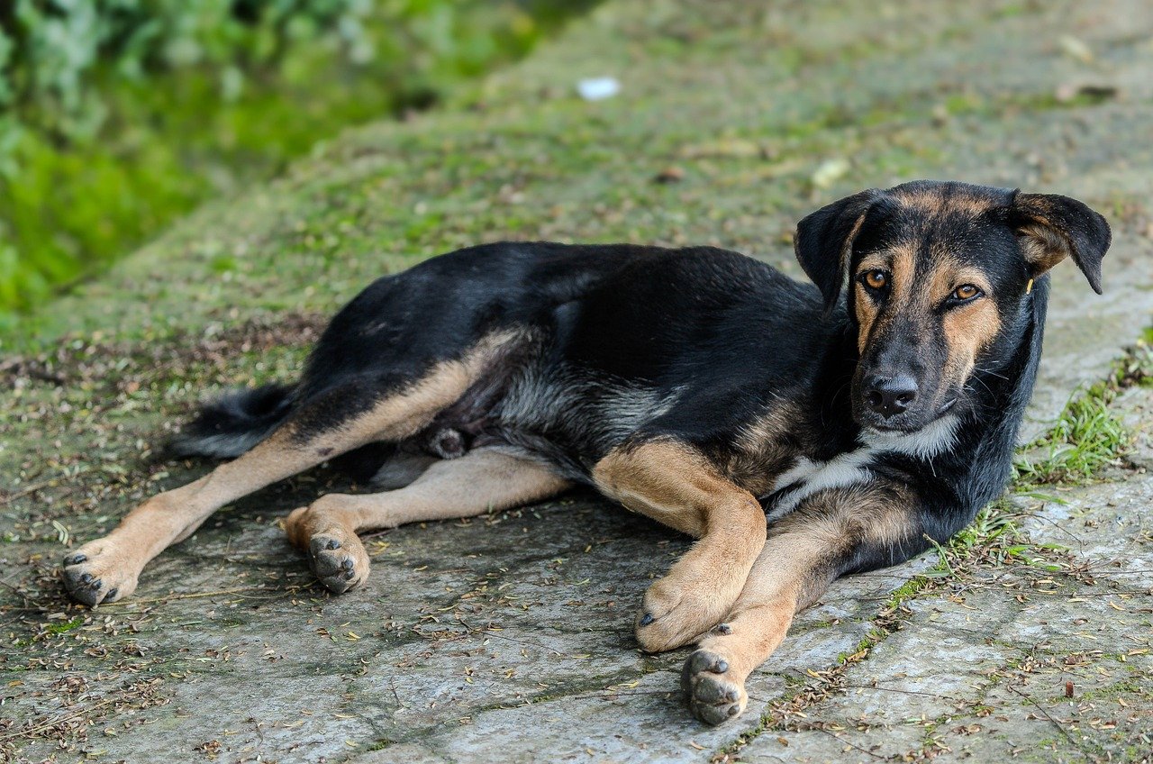 stray dog, dog, animal, nature, stray, canine, street, portrait, mammal, puppy, sad, hungry, poor, cute, adorable, pet, snout, domestic, purebred, outdoors