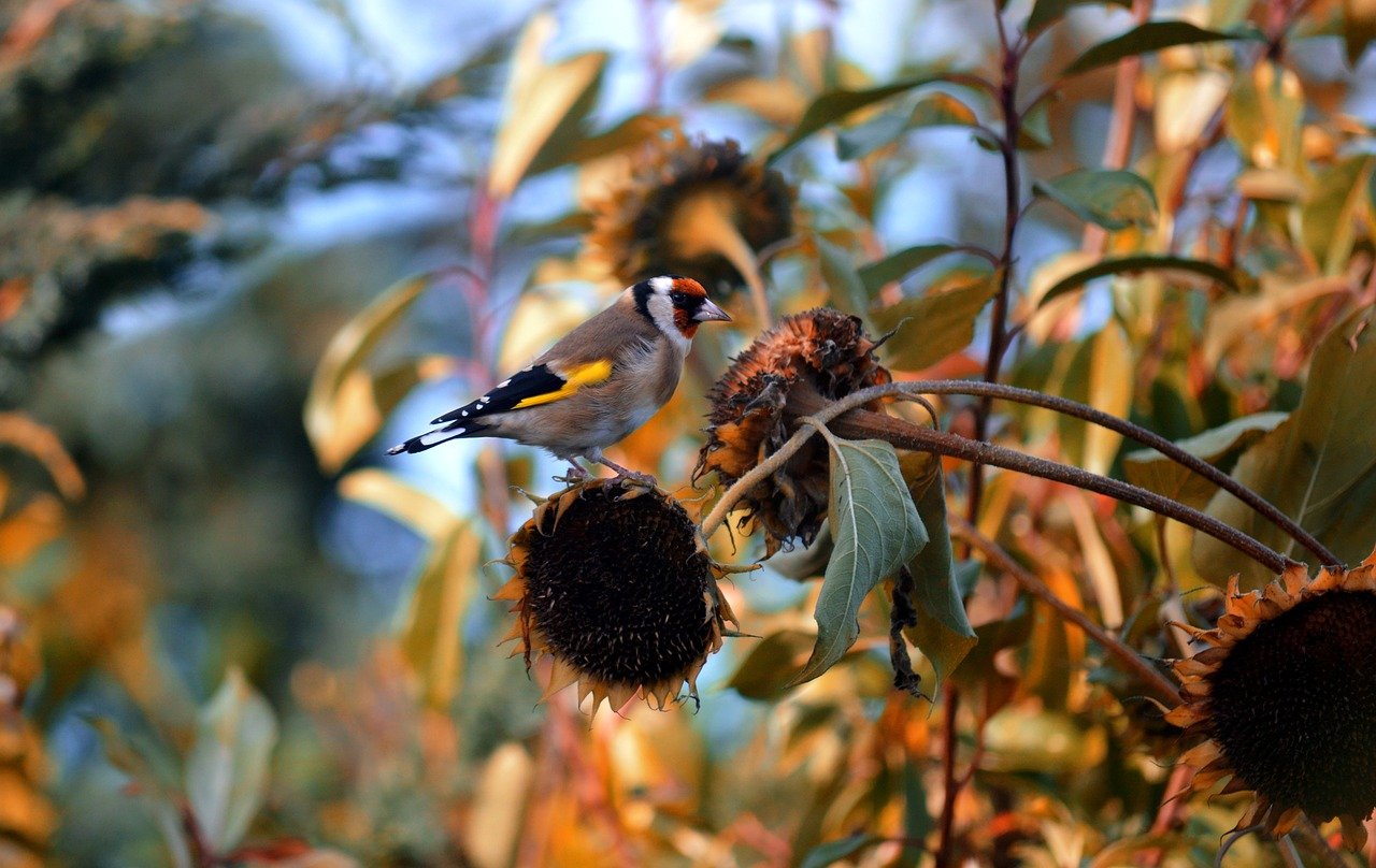 bird, stieglitz, goldfinch, animal, multicoloured, plumage, nature, fall, autumn mood, sunflowers, wilted, wildlife, songbird, carduelis carduelis, bird watching, foraging, natural habitat, nature wallpaper