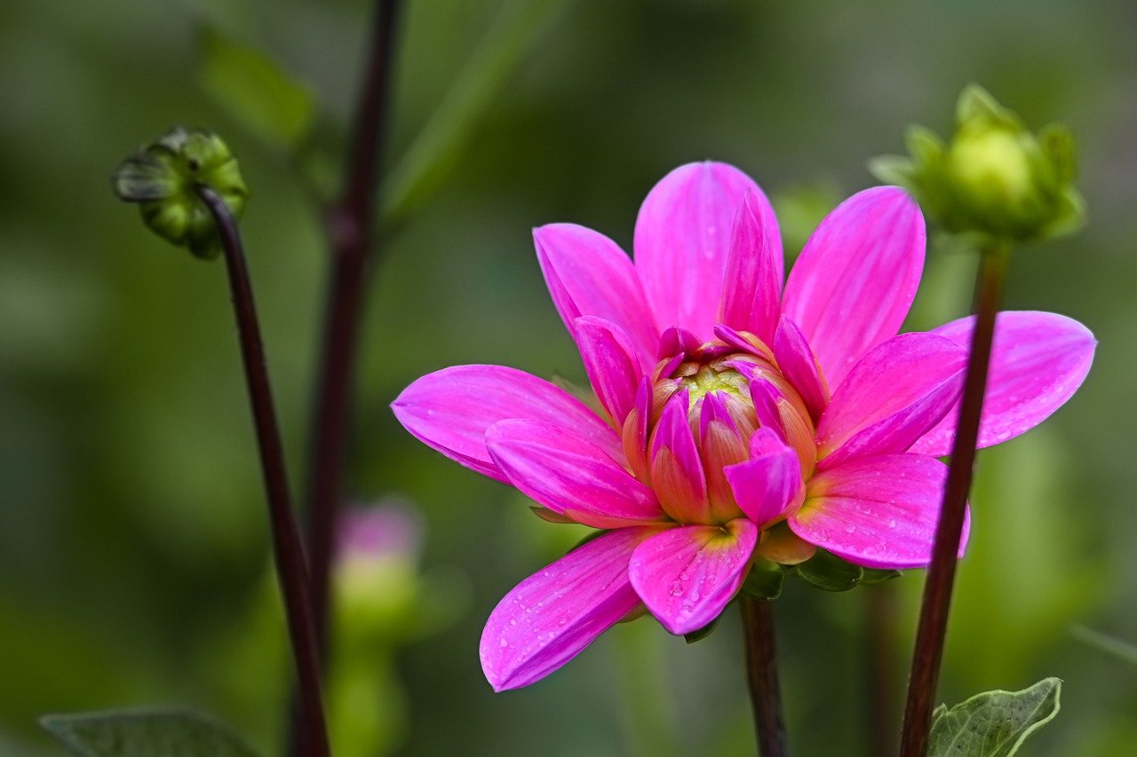 dahlia, nature, flower wallpaper, flower background, blossom, beautiful flowers, bloom, flower, flora, hd wallpaper, petals, plant, close up, garden, fall, botany, garden dahlia, summer