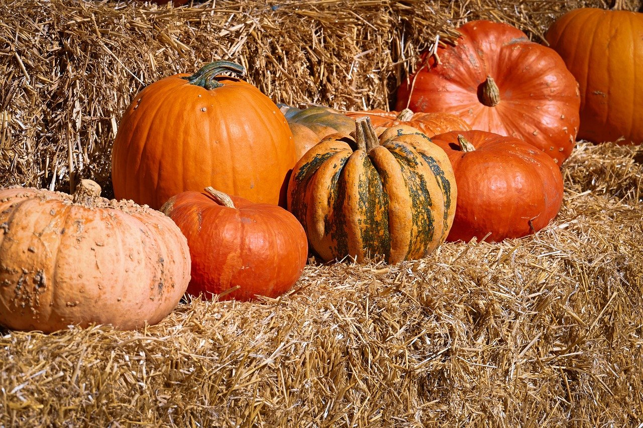 pumpkin, fall, october, nature, harvest, season, gourd, autumn decoration, decoration, halloween, autumnal, decorative, vegetables, autumn motives