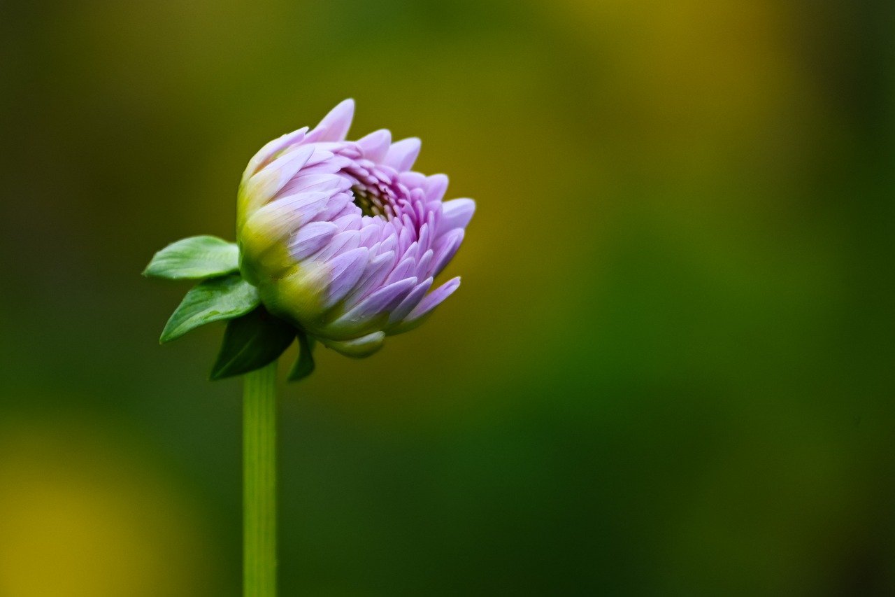 dahlia, nature, flower wallpaper, hd wallpaper, blossom, bloom, beautiful flowers, flower, flora, flower background, petals