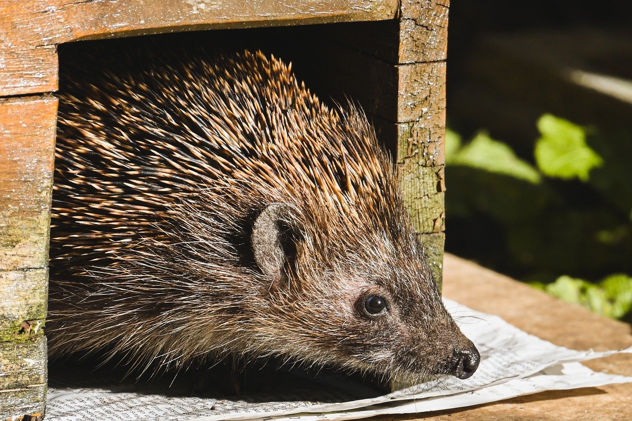 hedgehog, nature, animal, mammal, prickly, cute, nocturnal, spur, garden, close up, wildlife, bird, foraging, hedgehog house, feeding place, feeding