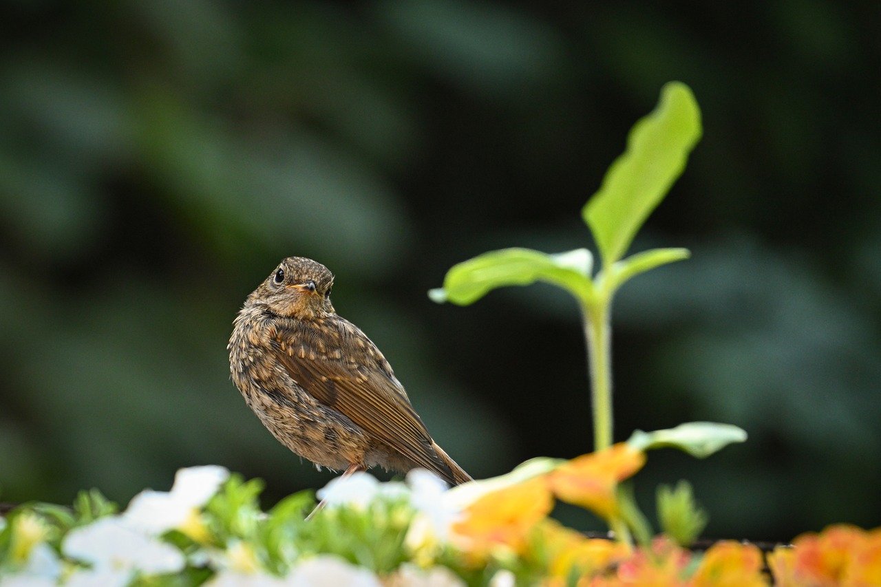 robin, bird, nature, wildlife, songbird, animal, plumage