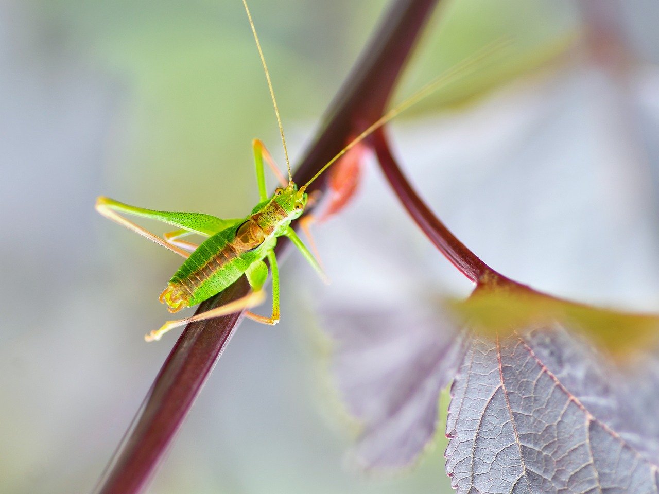 grasshopper, insect, nature, macro, plugged, green, desert locust