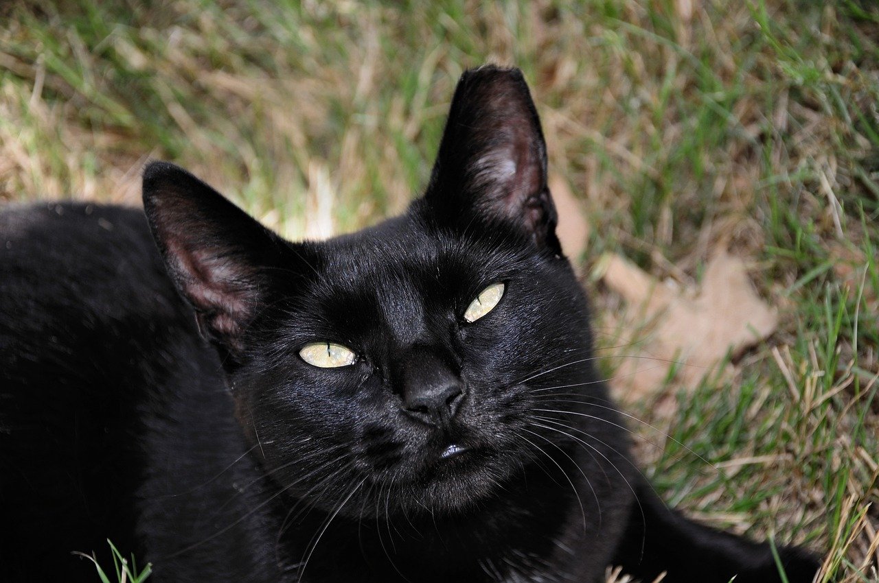 cat, pet, animal, portrait, kitten, mammal