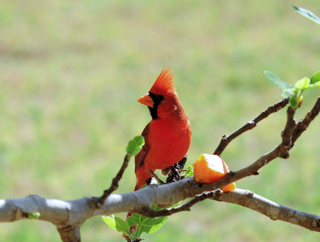 cardinal, bird, wildlife, avian, plumage, feathers