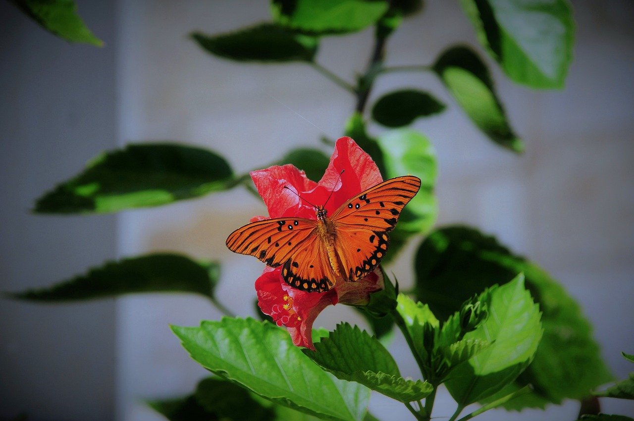 butterfly, nature, animal, flower, wings, pollination