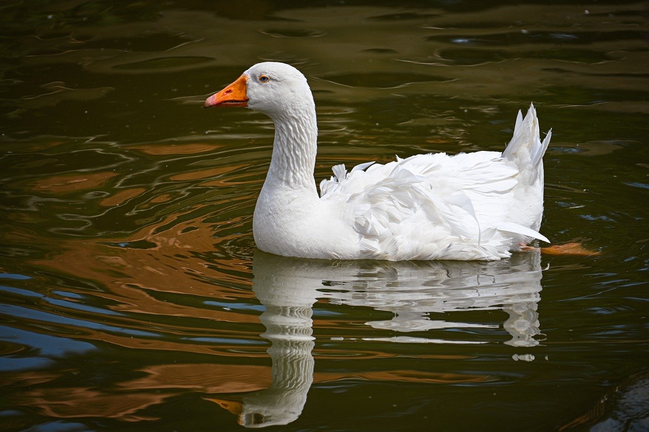 goose, nature, bird, wildlife, animal, ornithology, water bird, reflection, water