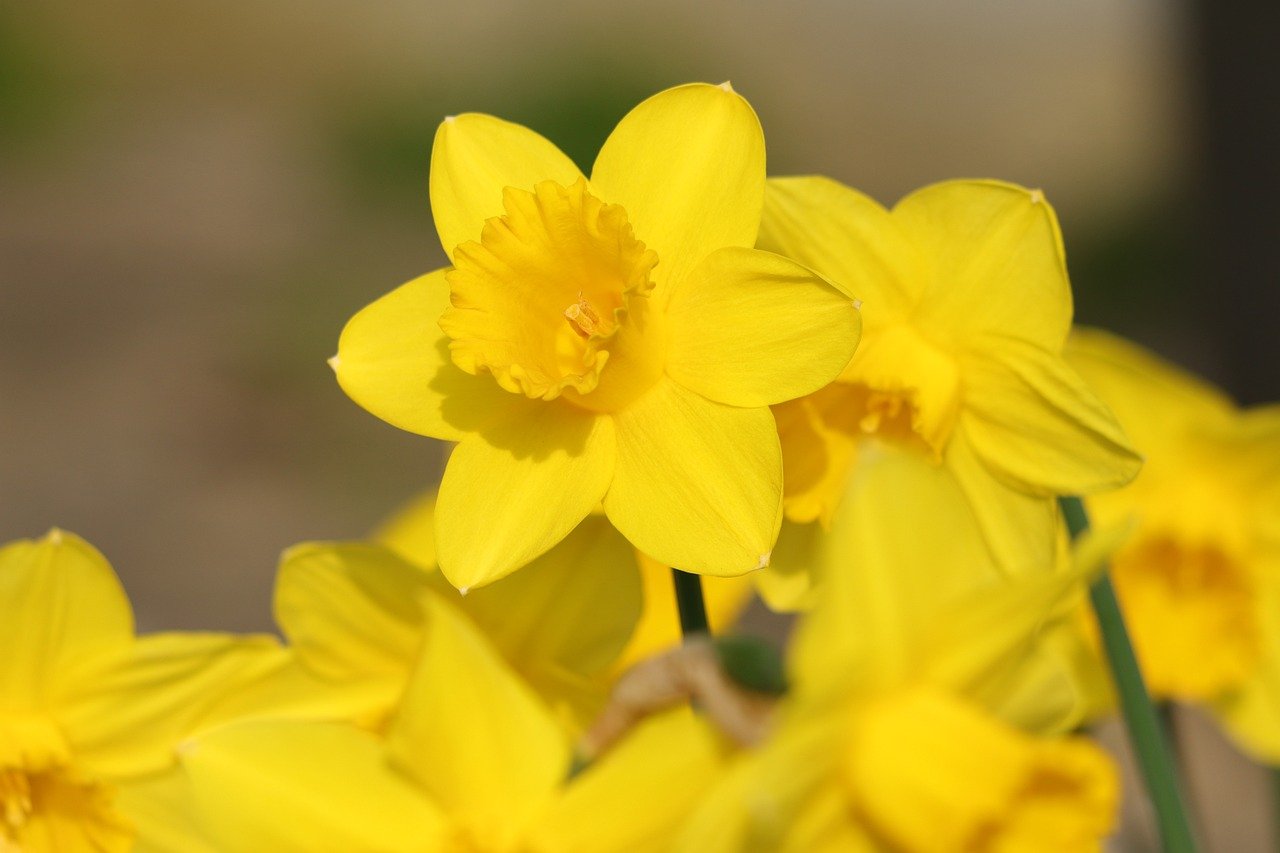 flowers, yellow flowers, daffodil, narcissus, bulb flowers, spring, spring flowers, nature, flora, bulbous plant, spring bulbs, trumpet daffodil, background, desktop background, easter flowers, easter, spring bloomers