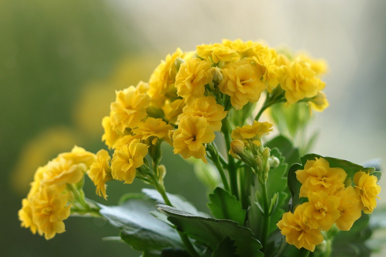 kalanchoe, flowers, yellow flowers, plants, yellow plants, succulents, potted plants, nature, houseplants, flora, balcony plants
