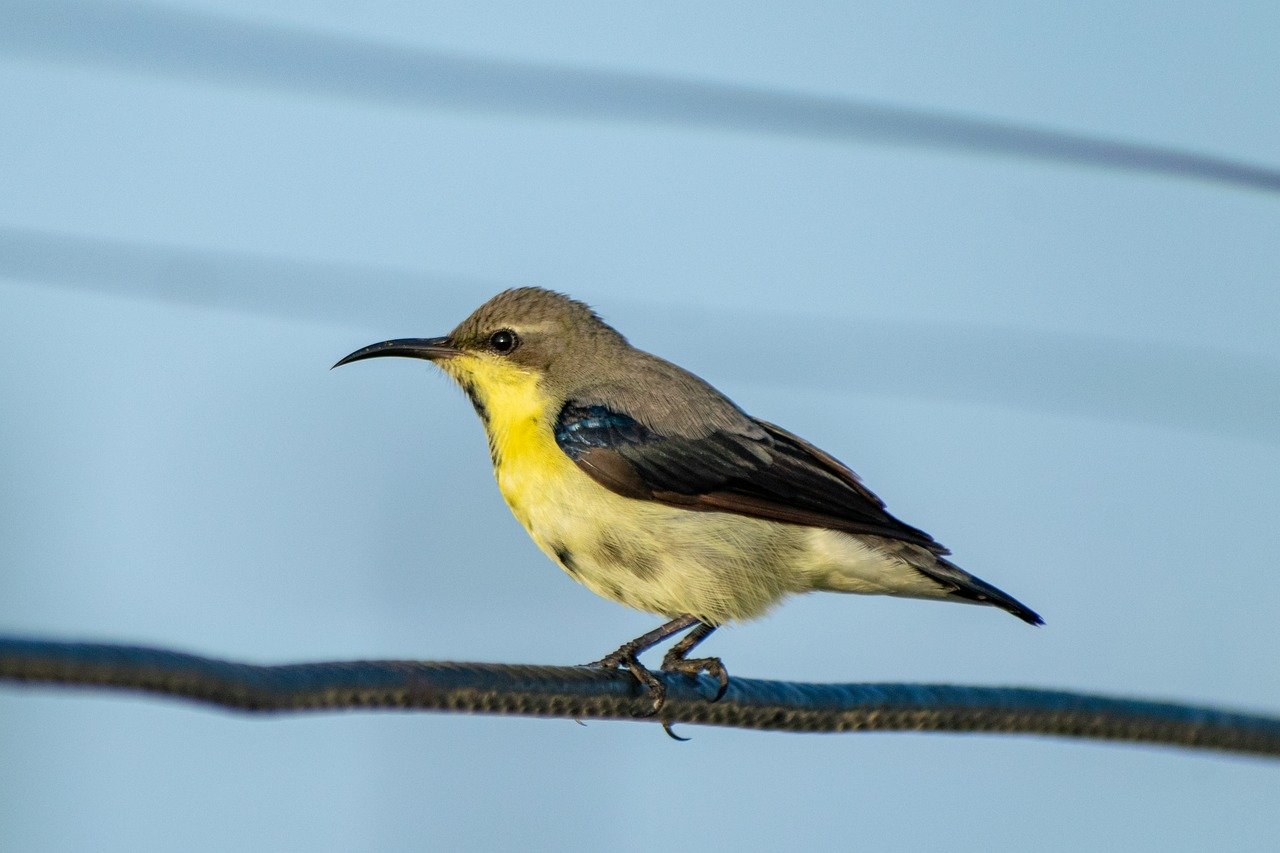 sunbird, bird, animal, nature, wildlife, avian, fauna, environment, india, ornithology, beak, tropical, species, female, wild, natural, plumage
