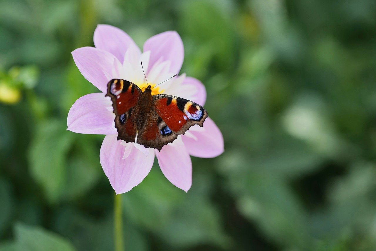 peacock butterfly, butterfly, dahlia, nature, blossom, bloom, close up, garden, summer, insect, butterfly wings