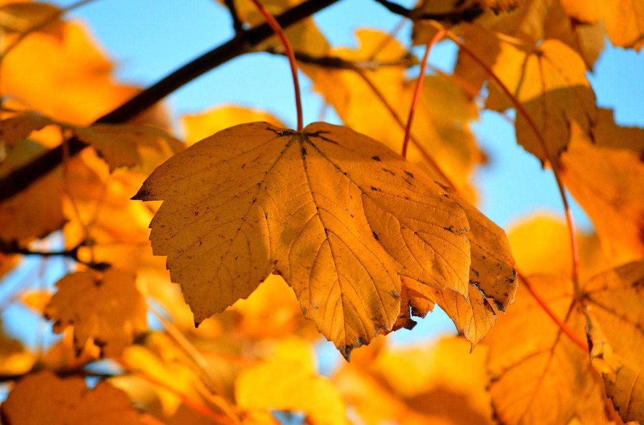 maple leaves, maple, autumn leaves, fall, leaves, leaf veins, leaf buds, autumn colors, fall season, close up, nature, autumn color, autumnal, season, autumn mood, bright colours, nature wallpaper, hd background, autumn motif