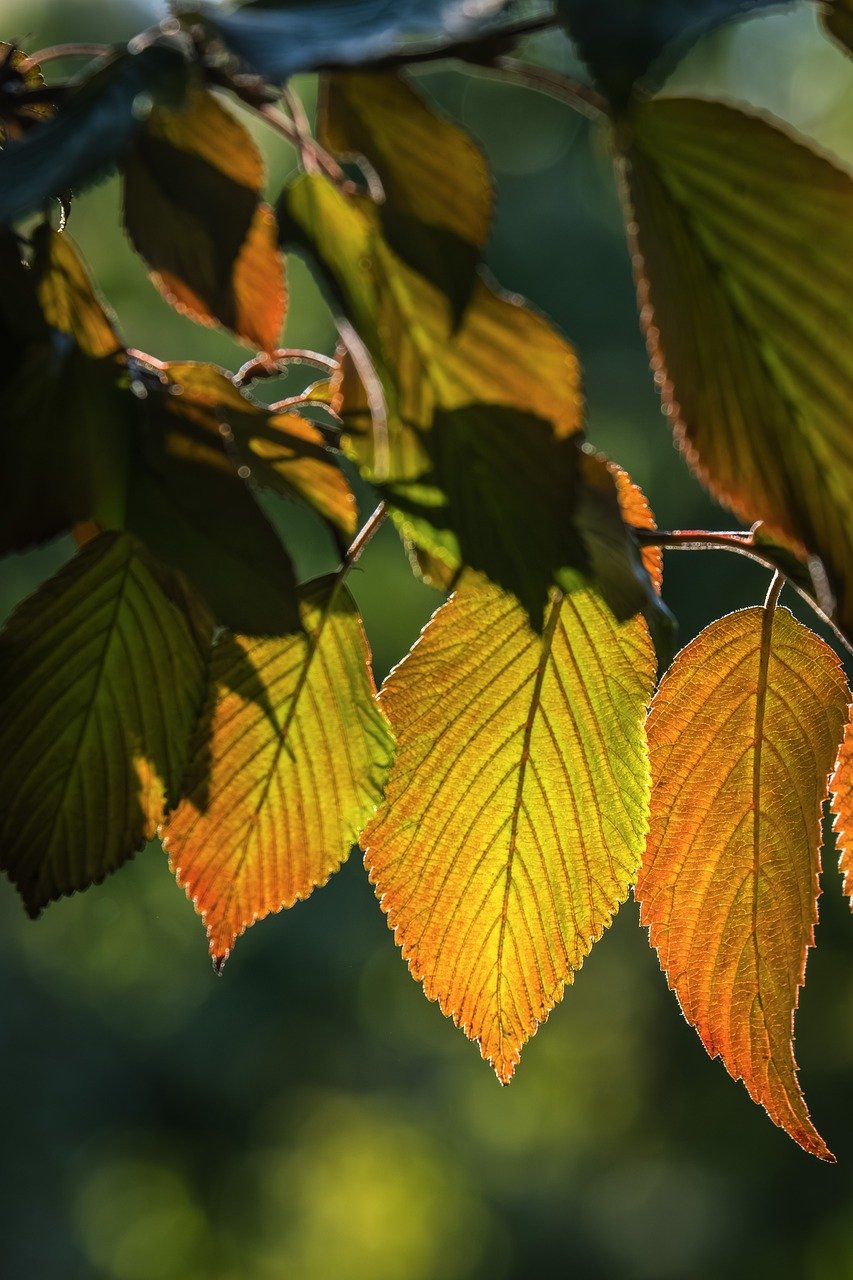 autumn leaves, fall, nature, leaves, autumn colors, autumnal, deciduous tree, coloring, foliage leaves, yellow, orange