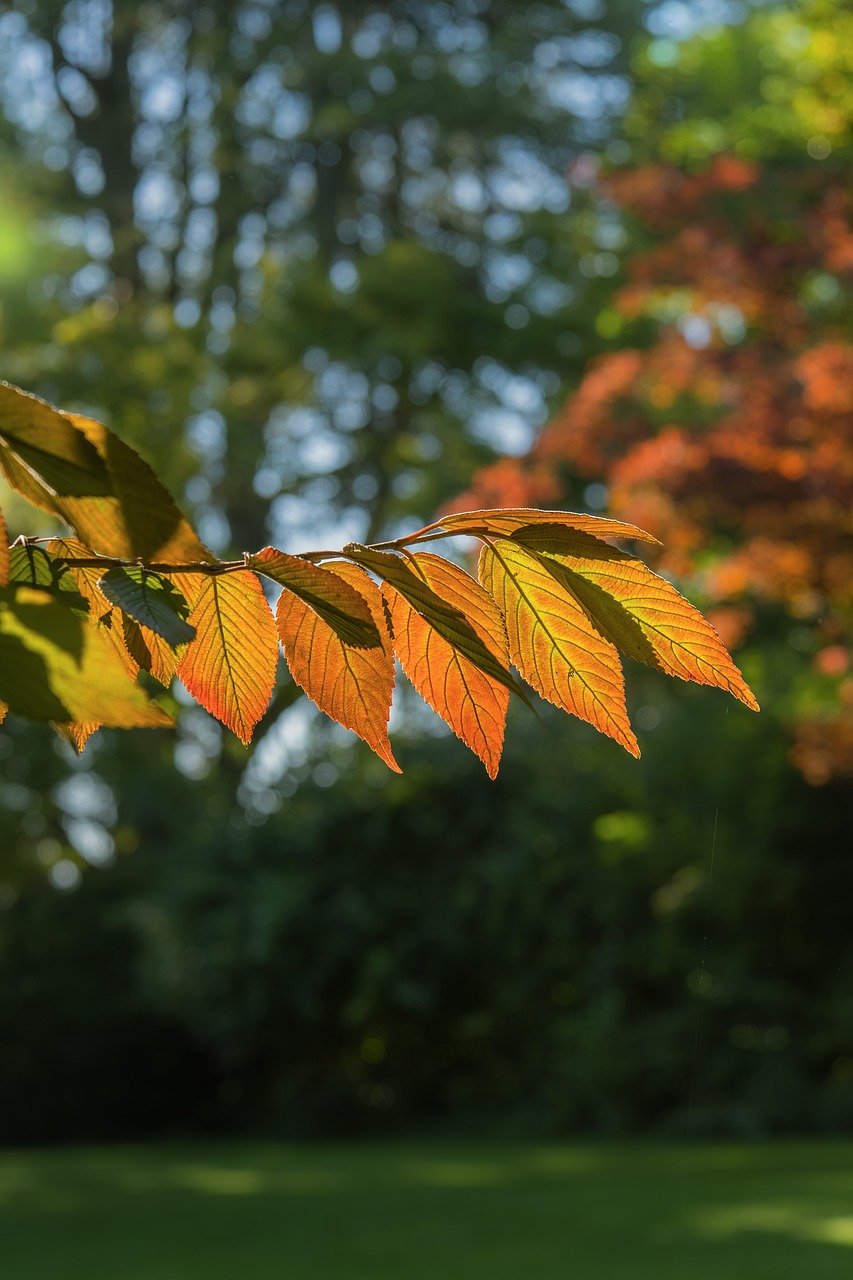 leaves, fall, autumn leaves, autumn colors, tree, multicoloured, mood, season, fall season, landscape, forest