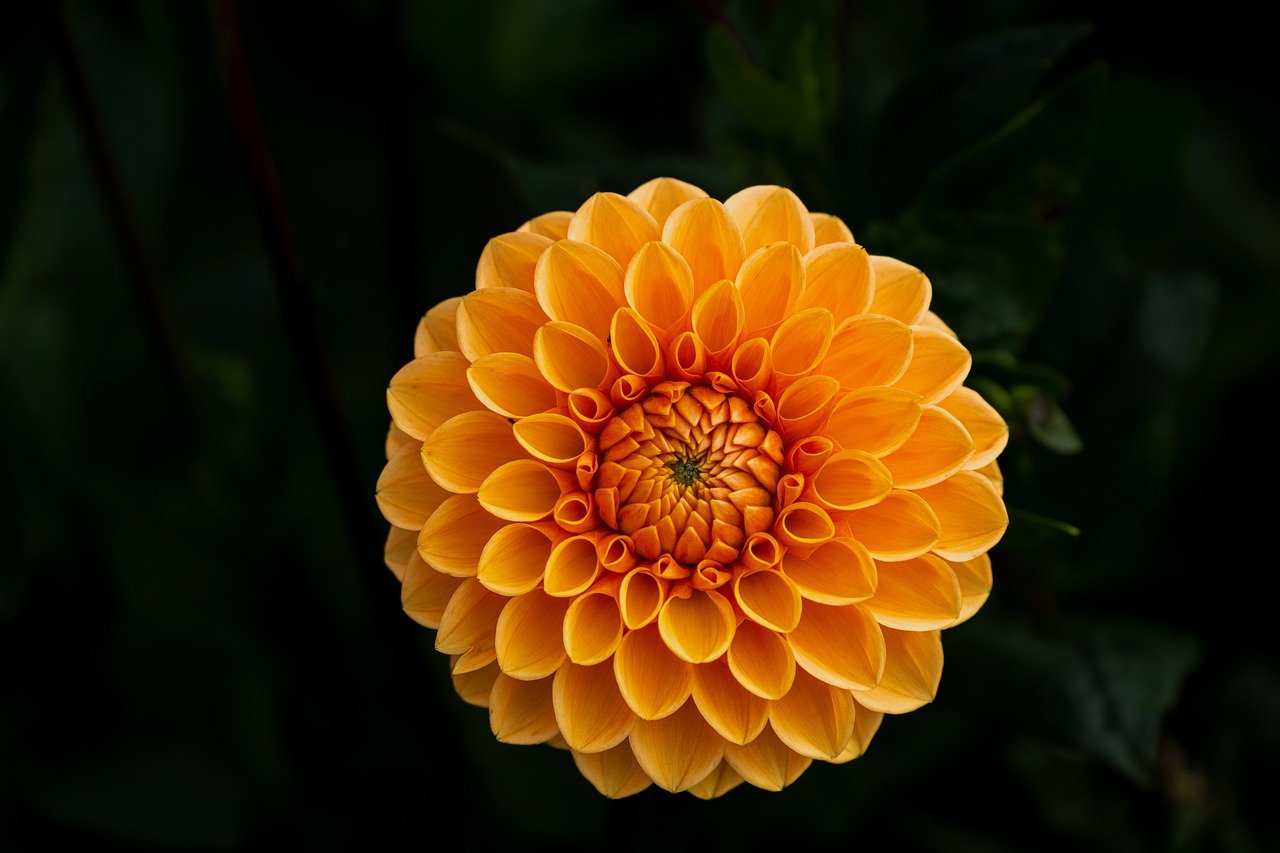 flower, dahlia, blossom, bloom, flora, botany, garden, nature, close up, background, summer, yellow, red, orange, hd wallpaper, summer flower, august, 4k wallpaper, floriculture, flower wallpaper, plant, mobile wallpaper, bud, petals, cool background, petal pattern