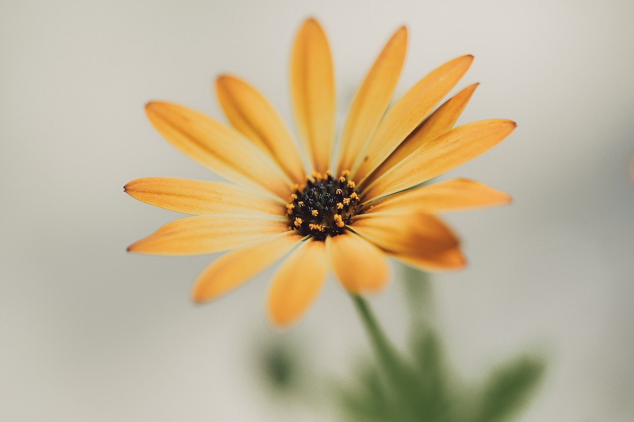 flower, nature, flower wallpaper, blossom, bloom, flora, hd wallpaper, close up, plant, petals, yellow, summer