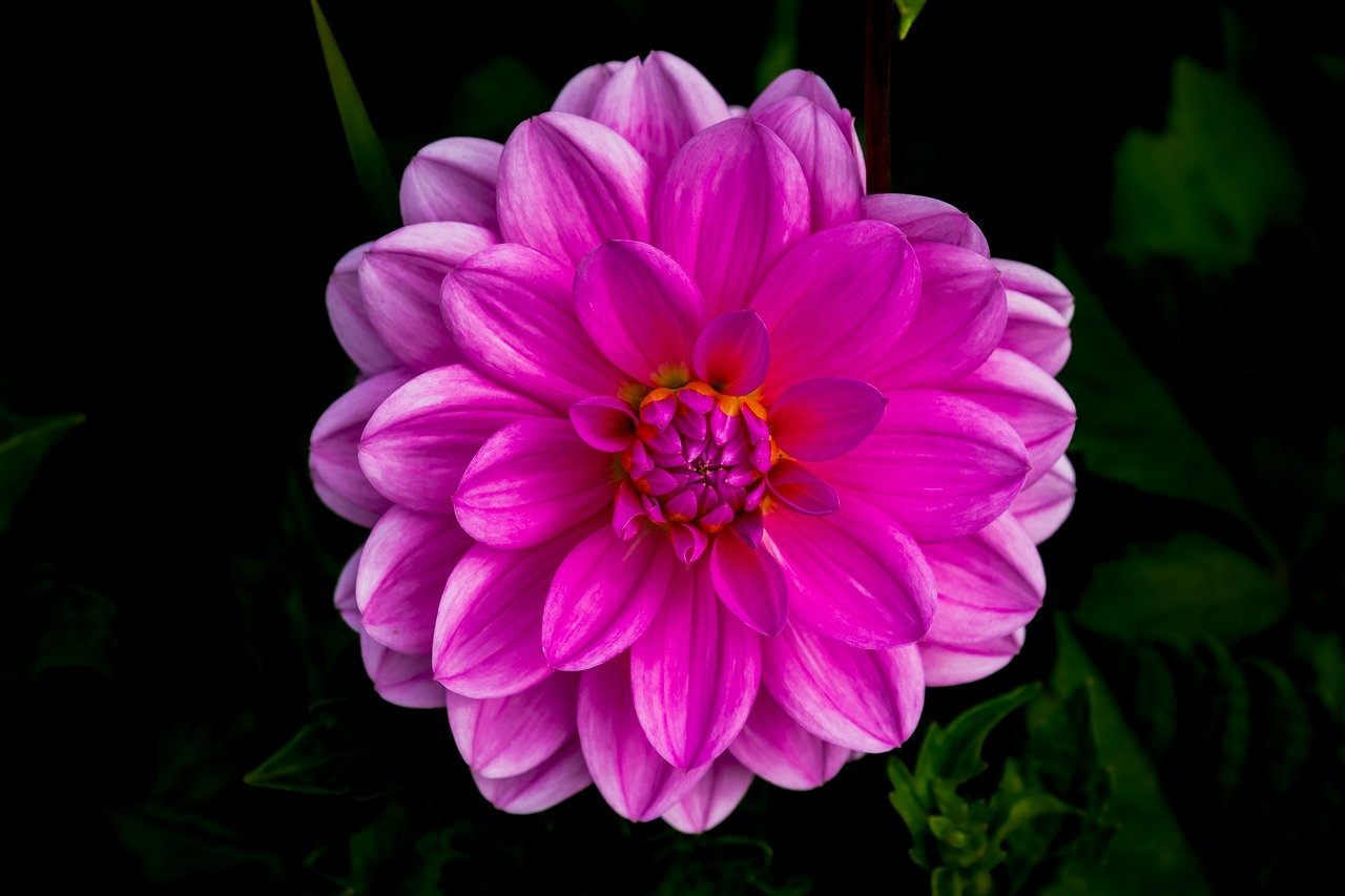 flower, dahlia, pink, blossom, bloom, flora, botany, garden, nature, hd wallpaper, close up, background, flower wallpaper, petals, bud, floriculture, 4k wallpaper, laptop wallpaper