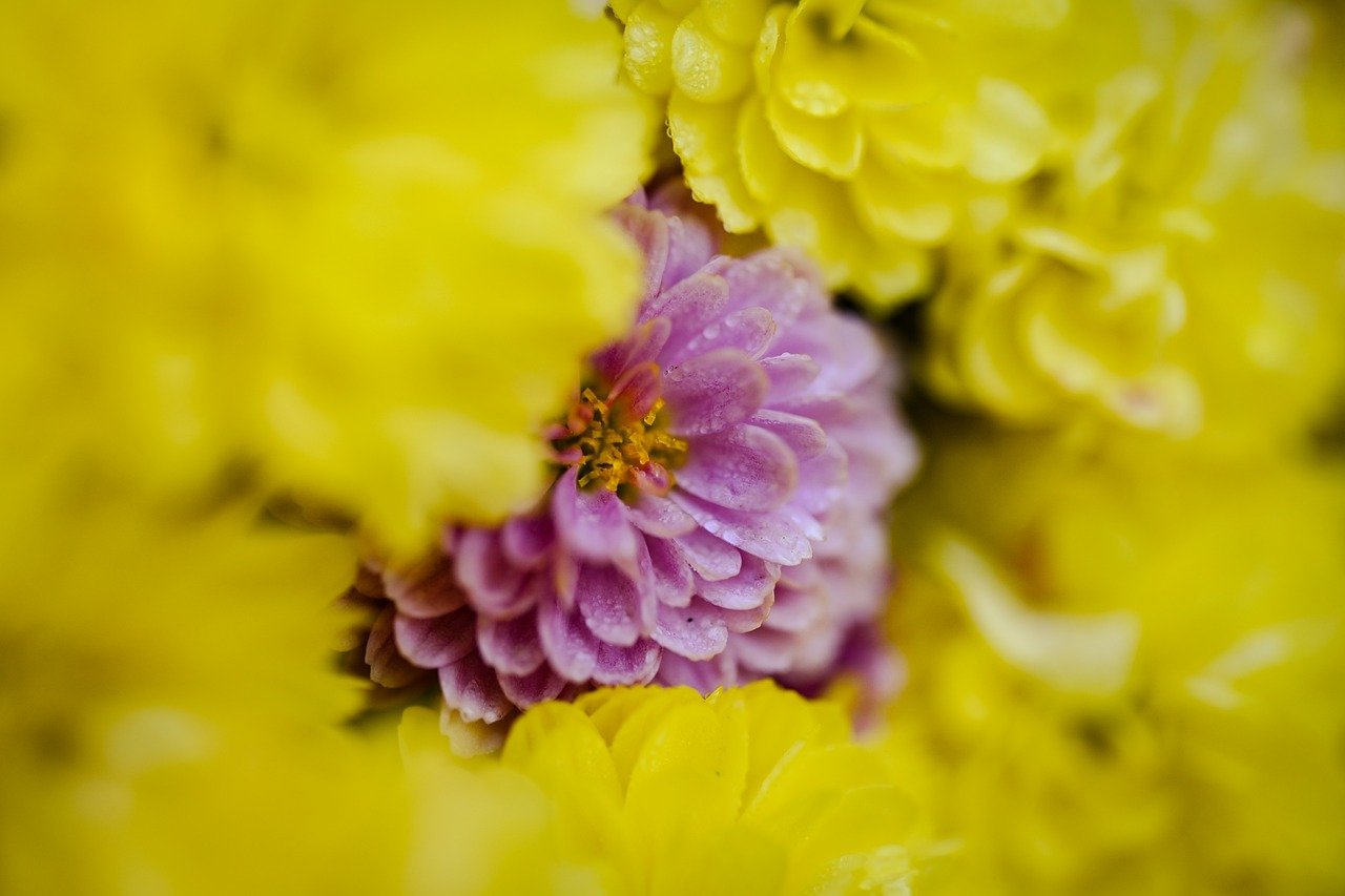 flower, flower wallpaper, nature, blossom, bloom, flora, close up, garden, plant, petals, hd wallpaper, summer