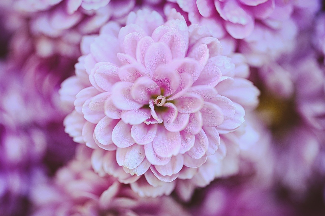chrysanthemum, nature, flower wallpaper, flower, blossom, bloom, flora, garden, fall, close up, hd wallpaper, plant, petals, macro, botany, flower garden
