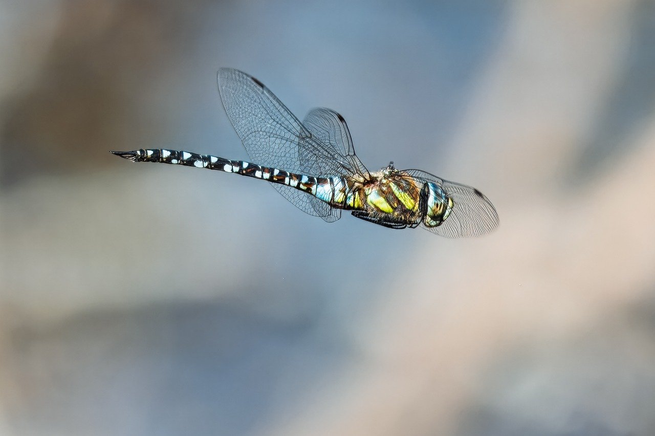 dragon-fly, insect, macro, entomology, wildlife, wing, species, animal watching, eco system, flying, close up