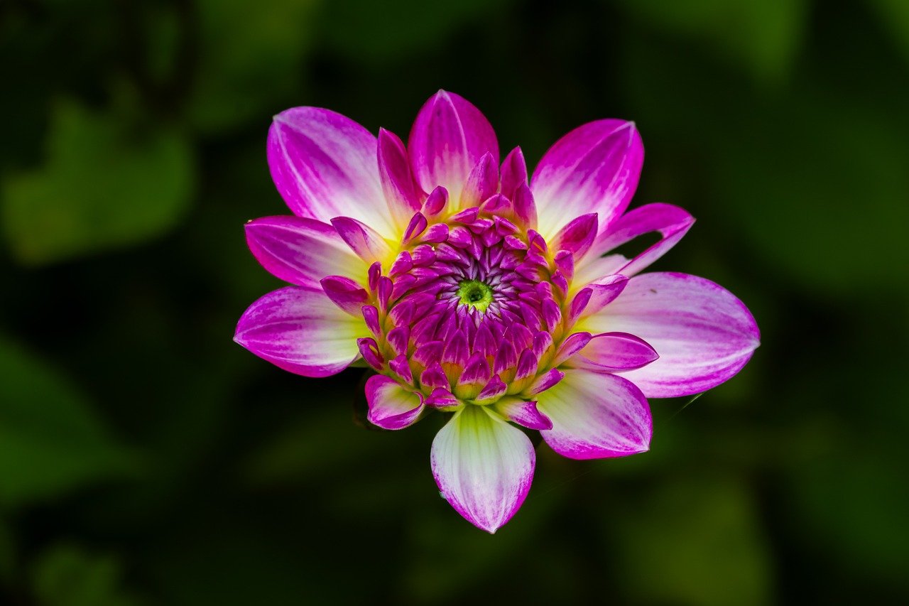 flower, mac wallpaper, beautiful nature, dahlia, beautiful wallpaper, pink, blossom, bloom, flora, botany, full hd wallpaper, cool backgrounds, floral background, beautiful flowers, nature wallpaper, desktop backgrounds, garden, free wallpaper, 4k wallpaper 1920x1080, windows wallpaper, wallpaper hd, nature, close up, wallpaper 4k, background, flower background, flower wallpaper, petals, bud, hd wallpaper, floriculture, free background, 4k wallpaper, laptop wallpaper, nature background, two-tone
