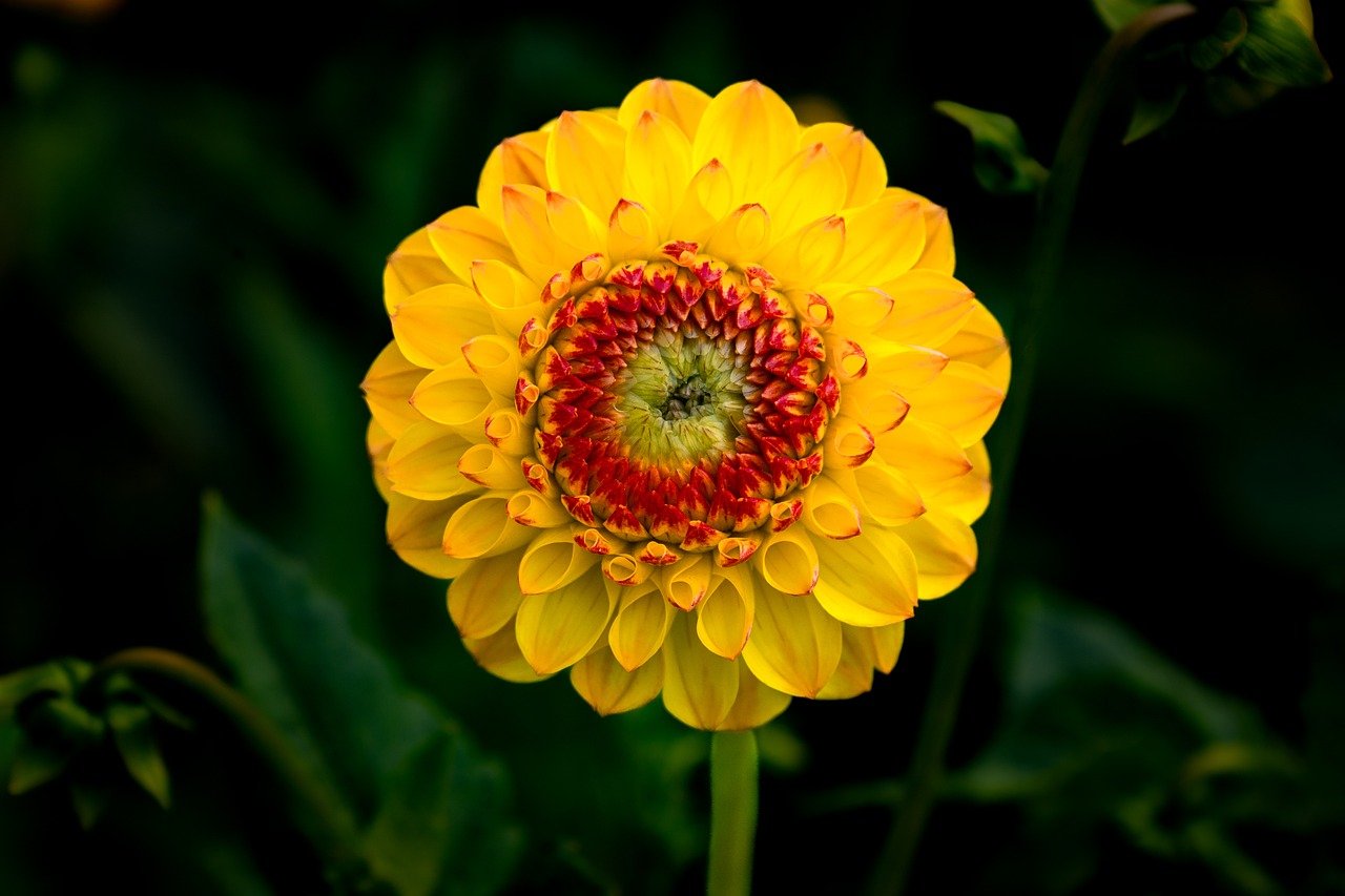 flower, free wallpaper, dahlia, blossom, bloom, flora, wallpaper hd, botany, garden, flower background, nature, windows wallpaper, beautiful nature, close up, beautiful flowers, background, summer, 4k wallpaper 1920x1080, floral background, yellow, nature background, nature wallpaper, free background, red, orange, summer flower, laptop wallpaper, cool backgrounds, 4k wallpaper, beautiful wallpaper, wallpaper 4k, floriculture, flower wallpaper, plant, mobile wallpaper, desktop backgrounds, bud, petals, mac wallpaper, hd wallpaper, full hd wallpaper, cool background