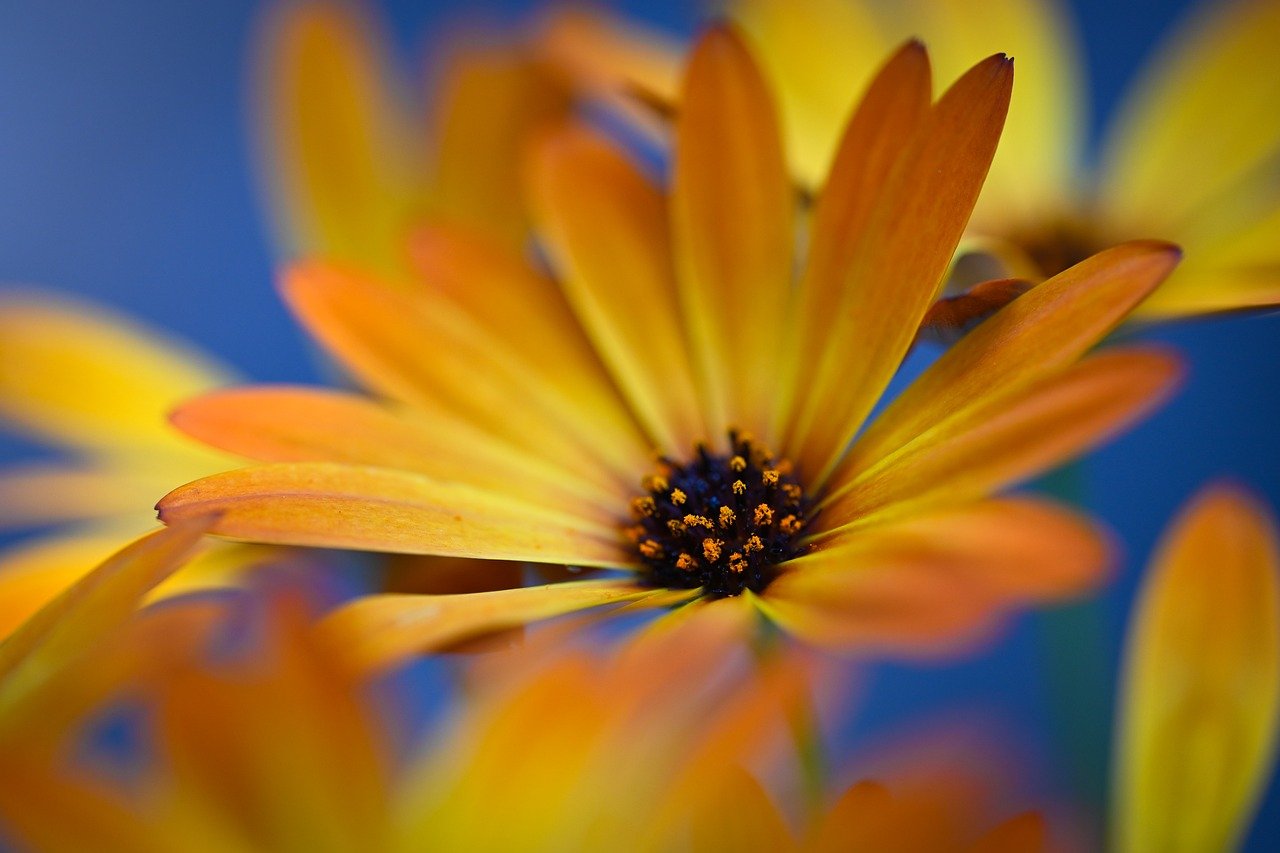 flower, flower wallpaper, nature, blossom, bloom, flora, close up, hd wallpaper, garden, plant, petals, yellow