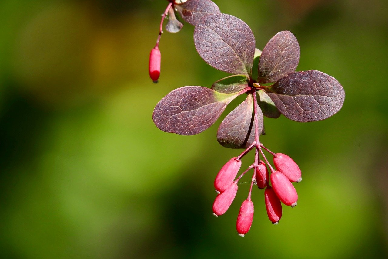 barberry, berberis, shrub, red leaves, berry, bush fruits, plant, nature, ordinary, vulgaris