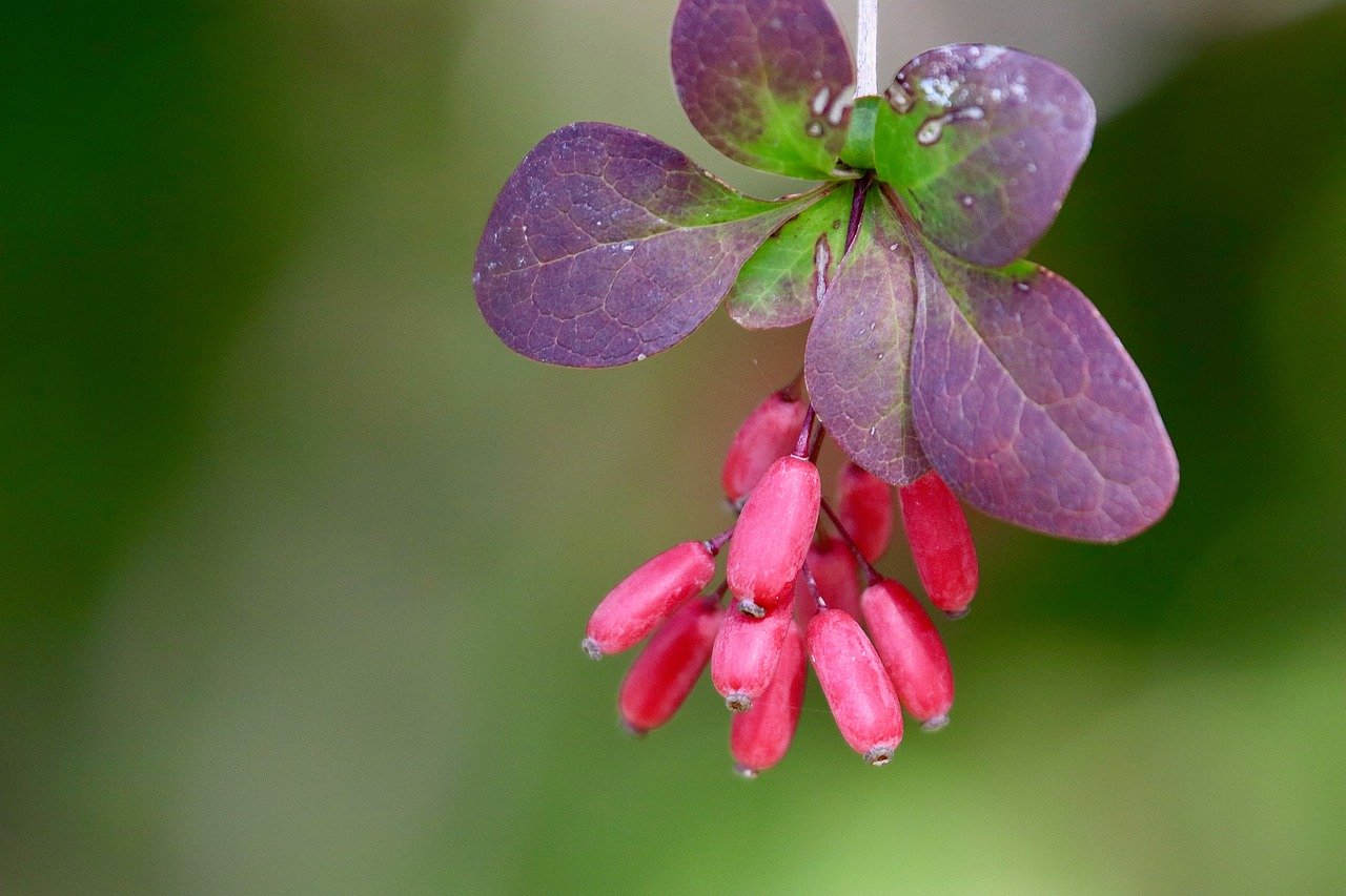 barberry, berberis, shrub, red leaves, berry, bush fruits, plant, nature, ordinary, vulgaris