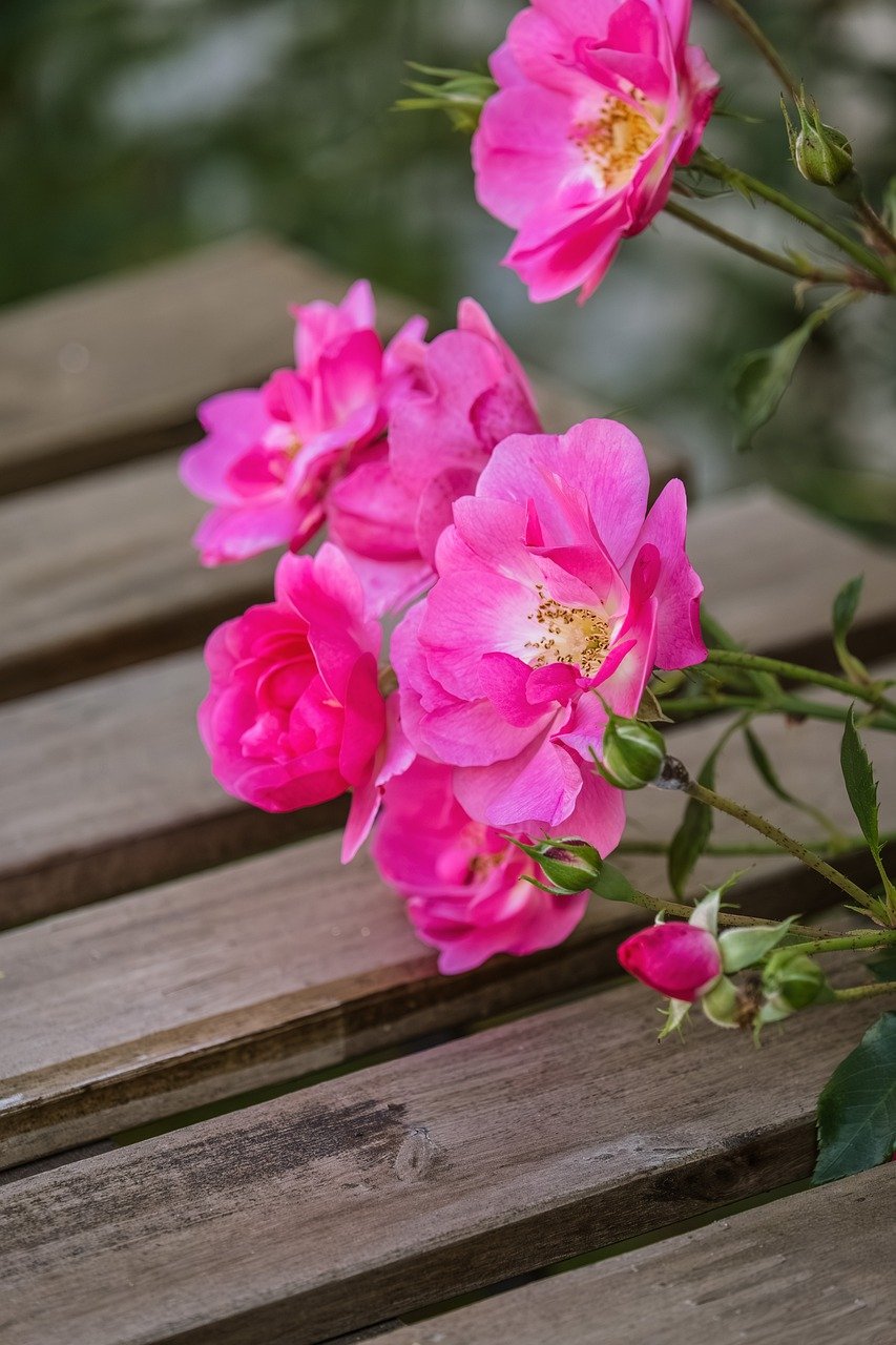bush roses, bush rose, dog rose, blossom, bloom, petals, rose, flora, wild rose, bloom, fall