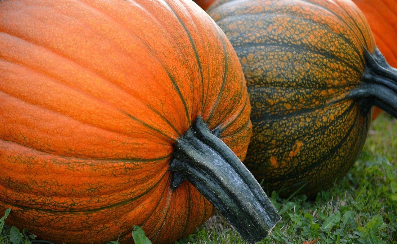 pumpkins, fall, decoration, autumn vegetables, harvest, thanksgiving, autumn decoration, multicoloured, fruit vegetables, vegetables, yummy, crop plant, nature, food