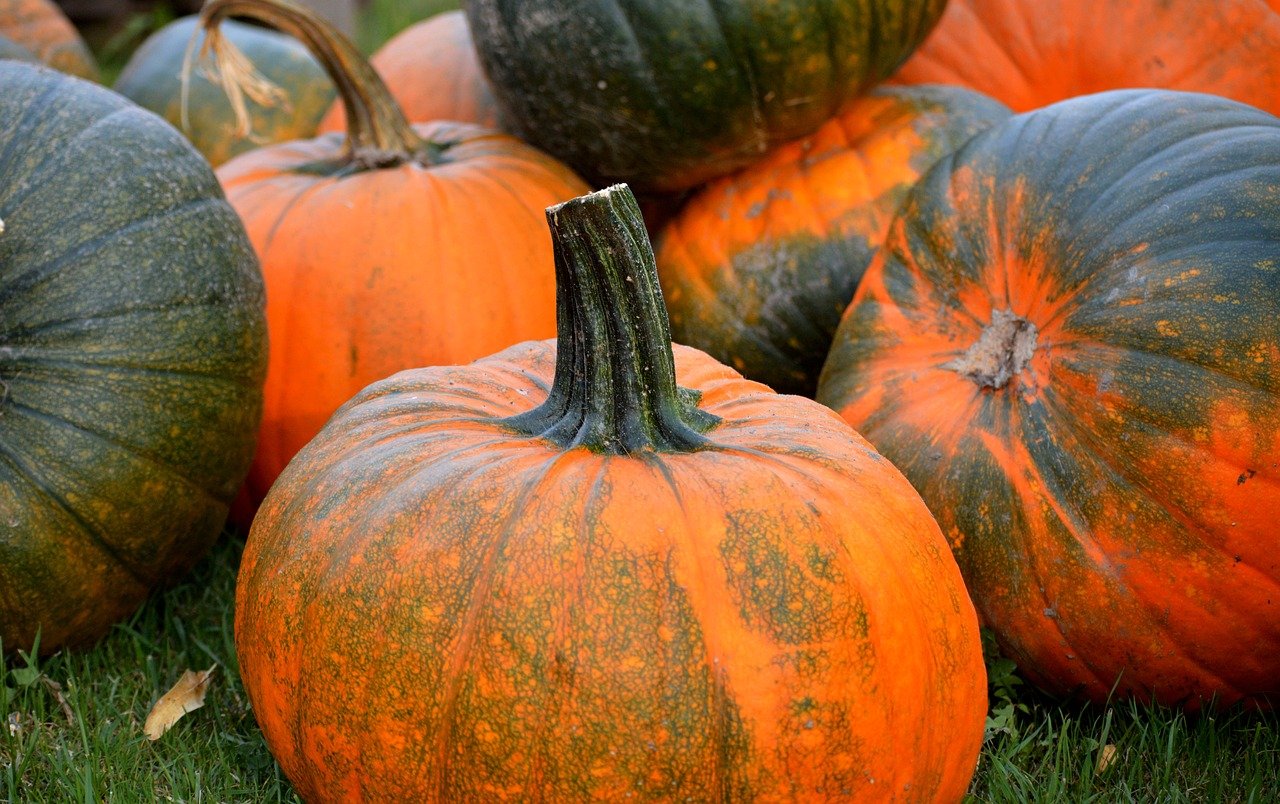 pumpkins, fall, decoration, autumn vegetables, harvest, thanksgiving, autumn decoration, multicoloured, fruit vegetables, vegetables, yummy, crop plant, nature, food