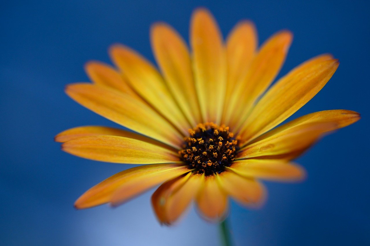 flower, flower wallpaper, nature, blossom, bloom, flora, hd wallpaper, close up, garden, plant, petals, yellow
