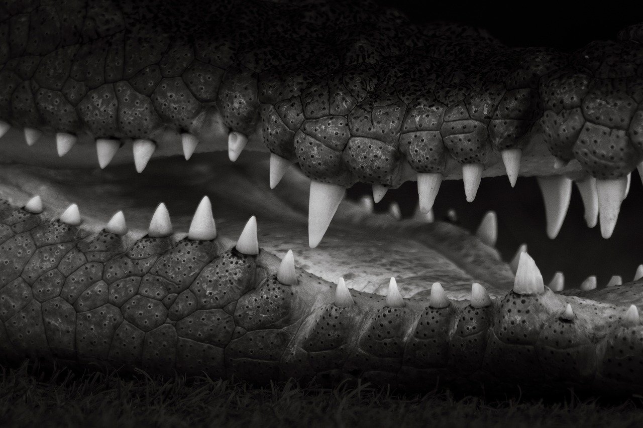crocodile, saltwater, saltwater crocodile, crocodylus porosus, australia, nature, reptile, animal, teeth