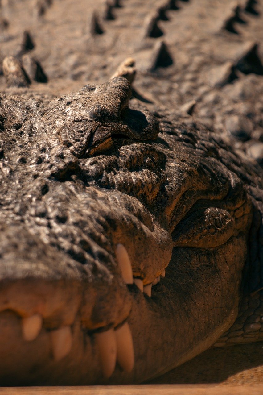 krokodíl, slané, slanovodný krokodíl, príroda, crocodylus porosus, austrália, plaz, zviera